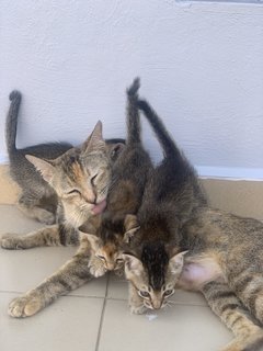 Kiki And Family - Domestic Short Hair Cat