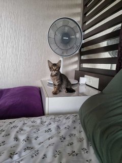 M&m - Domestic Short Hair Cat