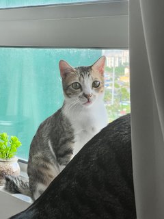 Asho - Domestic Short Hair Cat