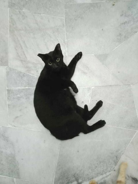 Black Boy ✌🏻 - Domestic Short Hair Cat