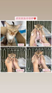 Stray Cats Mummy&kitten - Domestic Short Hair Cat