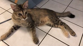 Smokey & Brownie - Domestic Short Hair + Calico Cat