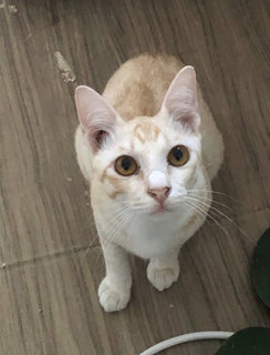 Pixie - Domestic Short Hair Cat