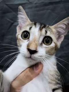 Oyem 🍊 &amp; Tabby ❤️ (Pls Adopt!)  - Domestic Short Hair Cat