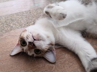 Oyem 🍊 & Tabby ❤️ (Pls Adopt!)  - Domestic Short Hair Cat