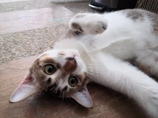 Oyem 🍊 &amp; Tabby ❤️ (Pls Adopt!)  - Domestic Short Hair Cat