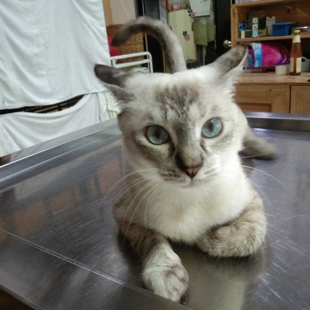 Seri - Domestic Short Hair + Siamese Cat