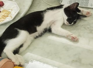 Cookie - Tuxedo Cat