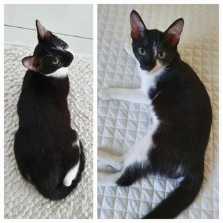 Cookie - Tuxedo Cat