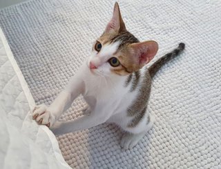 Oscar - Domestic Short Hair Cat