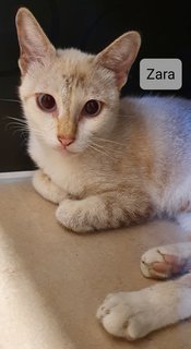 Zara - Domestic Short Hair Cat