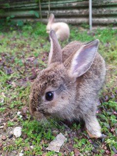 Caramel - Bunny Rabbit Rabbit