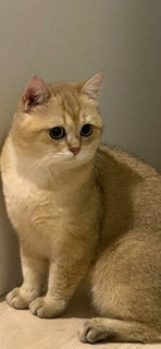 PF118927 - British Shorthair Cat