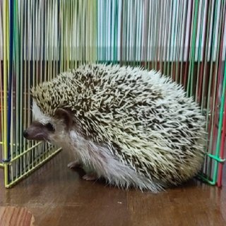 Beebo - Hedgehog Small & Furry