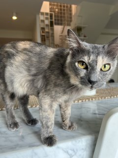 Chloé🍇 - Domestic Medium Hair Cat