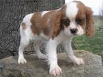 Nina - Cavalier King Charles Spaniel Dog