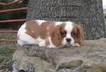 Nina - Cavalier King Charles Spaniel Dog