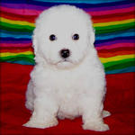 Liniway - Bichon Frise Dog