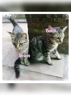 Melon &amp; Batik - Domestic Short Hair Cat
