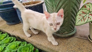 Mye & Miot - Domestic Medium Hair + Domestic Short Hair Cat