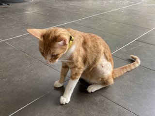Orangey - Domestic Short Hair Cat