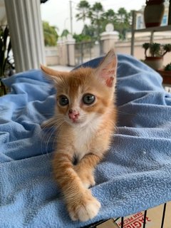 Cute Kitten For Adoption  - Domestic Short Hair Cat