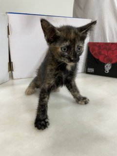 Black Gold Baby Cat - Domestic Short Hair Cat