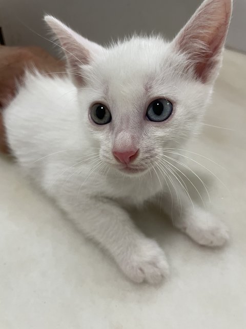 Two Color Eyes Baby White Cat - Domestic Short Hair Cat