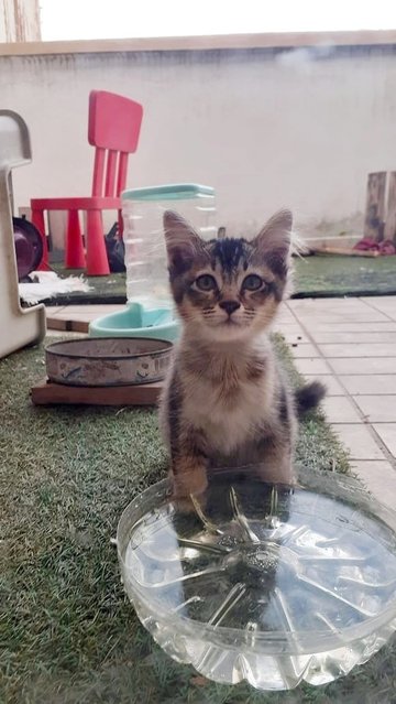 Grey Himalayan Tabby  - Himalayan + Domestic Short Hair Cat