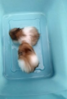 Koko-jr - Syrian / Golden Hamster Hamster