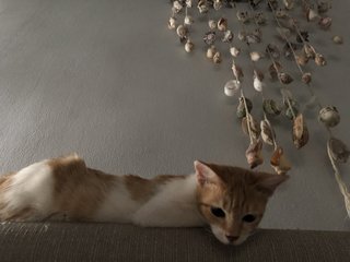 Stella - Domestic Medium Hair Cat