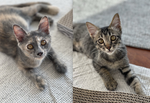 Miso & Mochi - Domestic Short Hair Cat
