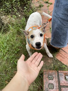 Pinky  - Mixed Breed Dog