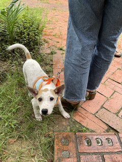 Pinky  - Mixed Breed Dog