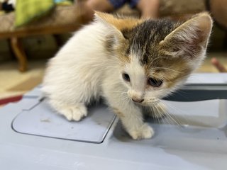 Sweetie  - Domestic Short Hair Cat