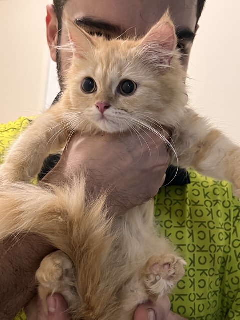 Pishi And Luci  - Persian Cat