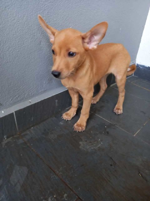 Cute Puppy’s Looking For Home  - Mixed Breed Dog