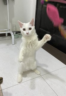 Princess👑 - Turkish Angora Cat