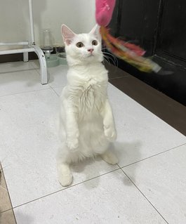 Princess👑 - Turkish Angora Cat