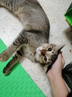 Yang - Domestic Short Hair Cat
