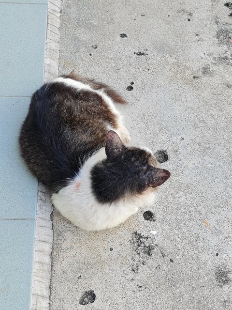 Raya - Domestic Medium Hair Cat