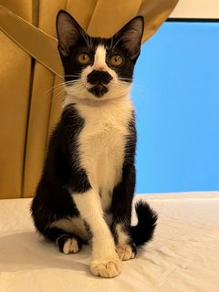 Georgia - Domestic Short Hair + Tuxedo Cat