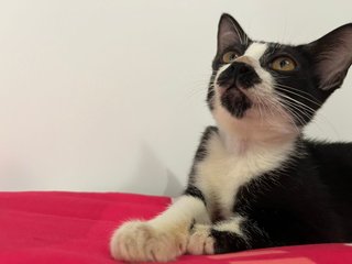 Georgia - Domestic Short Hair + Tuxedo Cat