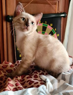 Ms Eleven - Siamese Cat