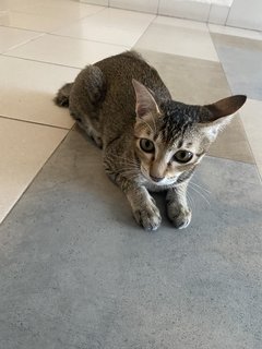 Coco - Domestic Short Hair Cat