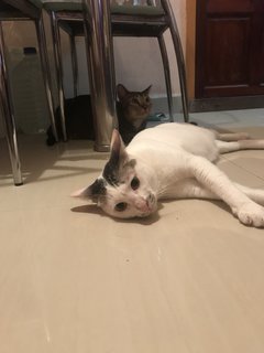 Putih & Hitam - Domestic Short Hair Cat