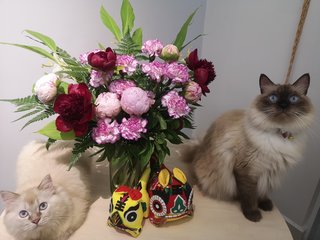 Milkis - Ragdoll + Persian Cat