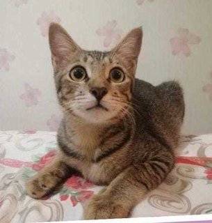 Min.min  - Domestic Short Hair Cat