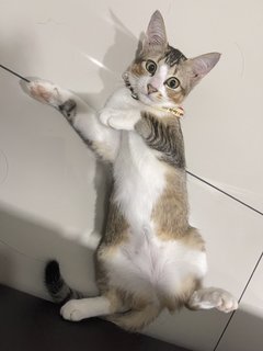 Lunar - Domestic Short Hair + Tabby Cat