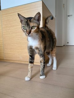 Denali - Domestic Short Hair Cat